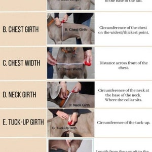 May include: Diagram showing how to measure a dog for a custom-made garment. The diagram shows six measurements: back length, chest girth, chest width, neck girth, tuck-up girth, and leg length.