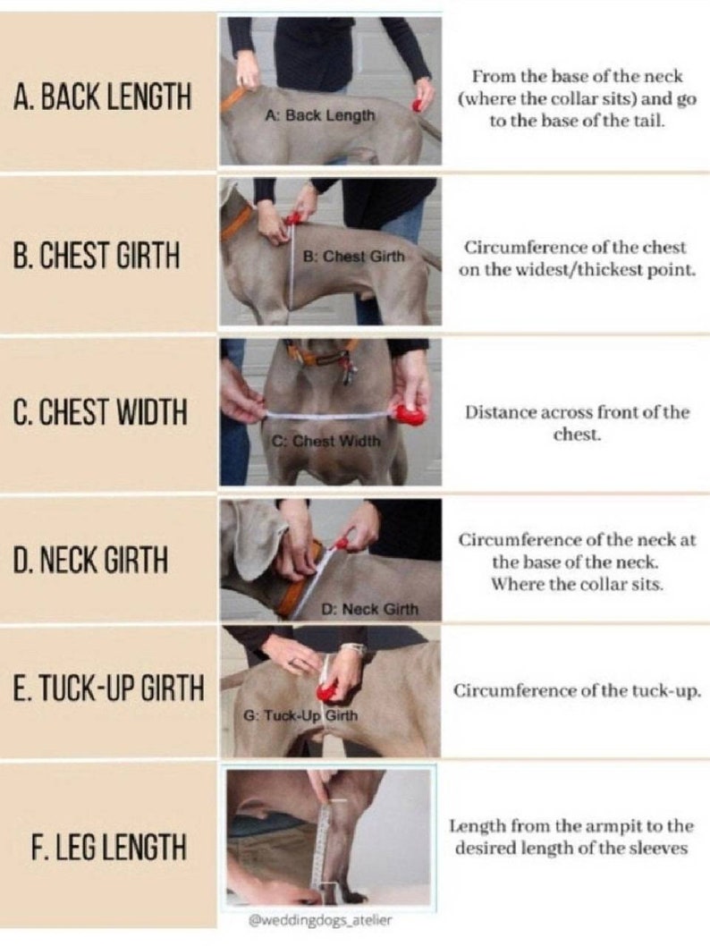 May include: Diagram showing how to measure a dog for a custom-made garment. The diagram shows six measurements: back length, chest girth, chest width, neck girth, tuck-up girth, and leg length.