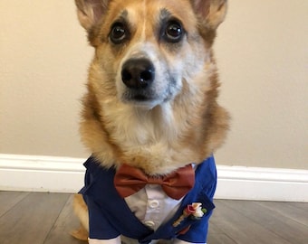 Corgi Dog Tuxedo, Dog Suit, Corgi Suit, Dog Tuxedo, Dog Wedding Atire, Dog Weddding, Blue Dog Tuxedo, Blue Tuxedo