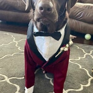 Burgundy Dog Tuxedo, Red Dog Tuxedo, Dog Wedding Attire, Dog Tuxedo, Dog Suit, Wedding image 1