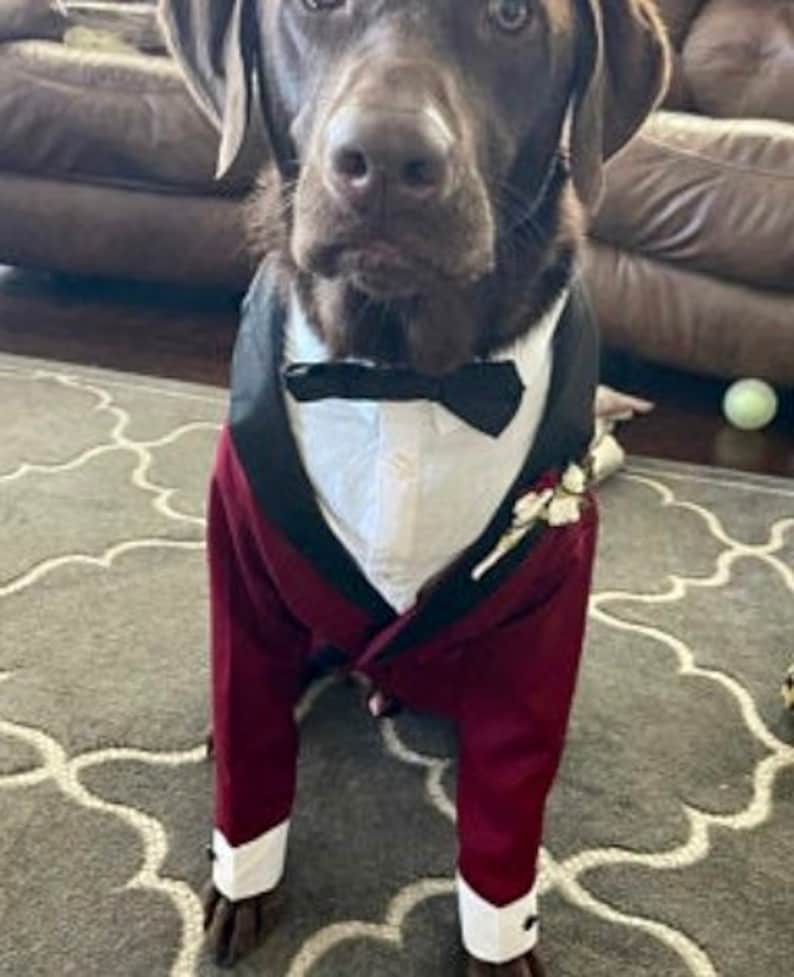 Burgundy Dog Tuxedo, Red Dog Tuxedo, Dog Wedding Attire, Dog Tuxedo, Dog Suit, Wedding image 1