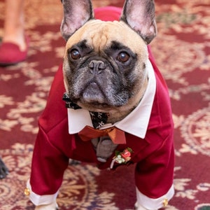Red burgundy Dog Tuxedo, Dog Suit, Dog Jacket, Dog wedding attire image 2