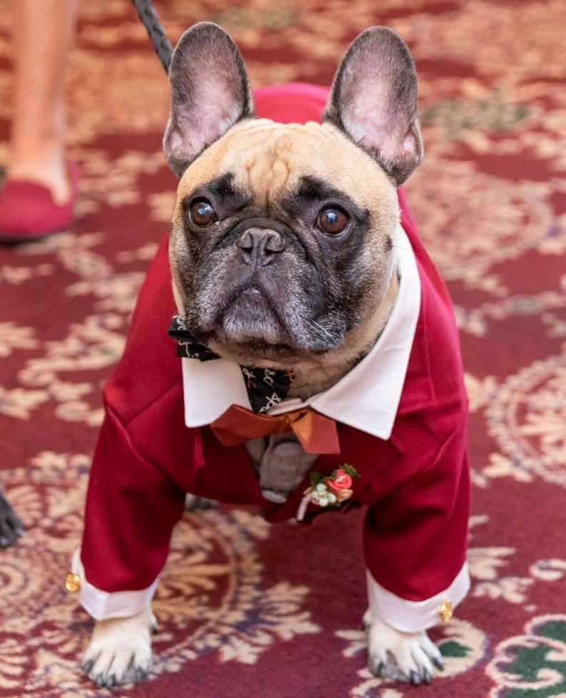 Red burgundy Dog Tuxedo, Dog Suit, Dog Jacket, Dog wedding attire image 2