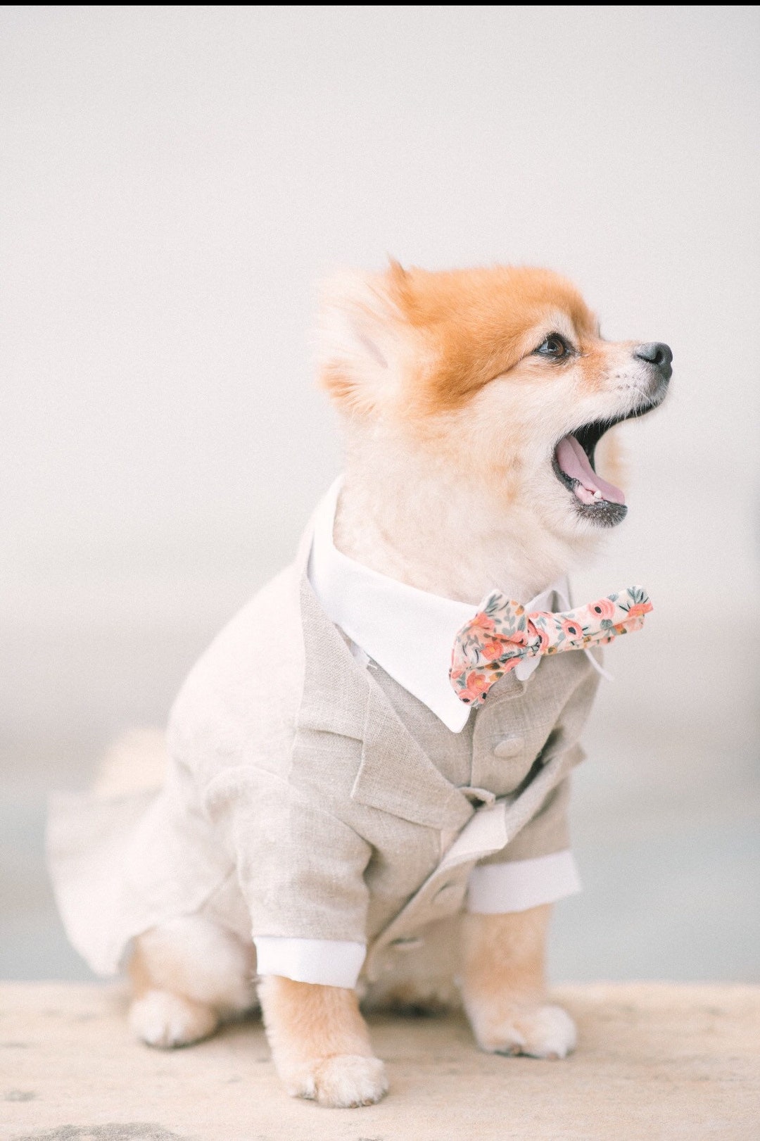 Beige Dog Tuxedo, Custom Dog Wedding Attire, Formal Dog Suit