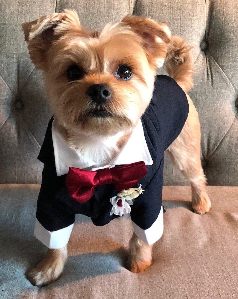 Modern Grey Dog Tuxedo Cape - Formal Wedding Vest Suit main image 1