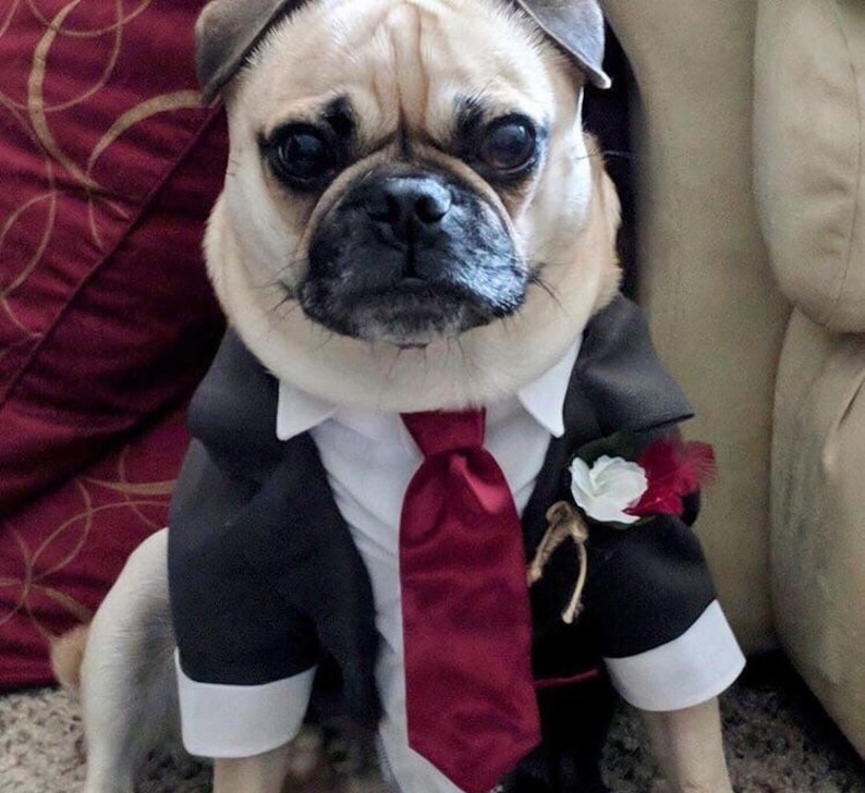 HUGO maßgeschneiderte Hund Tuxedo mit Krawatte Luxus Anzug Etsy