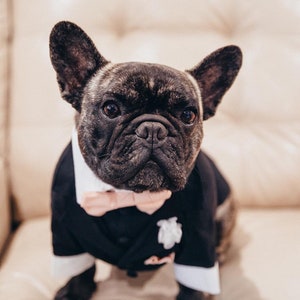May include: A French bulldog wearing a black tuxedo with a pink bow tie. The dog is sitting on a light brown couch.
