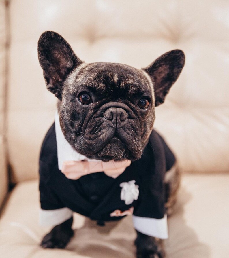 May include: A French bulldog wearing a black tuxedo with a pink bow tie. The dog is sitting on a light brown couch.