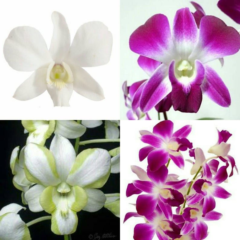 Dendrobium orchid cutters Sugarcraft cuttersGumpaste