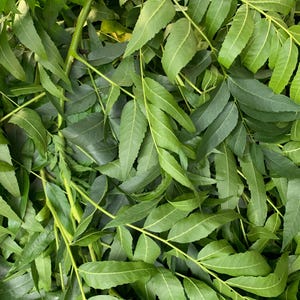 May include: A close-up shot of a pile of fresh, green neem leaves. The leaves are a vibrant green color, with a slightly serrated edge. The leaves are arranged in a dense, overlapping pattern, creating a textured surface.