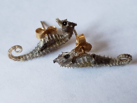 Dried Baby Seahorse Erectus Genuine Skeleton Taxid