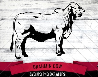 Svg Brahmane, vache svg, svg bovin, vache hybride svg, svg mammifère, vache américaine svg, svg produits laitiers, boeuf svg, fichiers coupés pour circuit