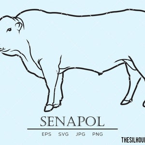 Senapol cow, beef cattle svg, hybrid cow svg, mammal svg, dairy svg, beef svg, domestic animal svg, milking cow svg, cut files for circuit