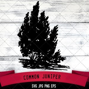 Può includere: Silhouette in bianco e nero di un ginepro comune. L'albero è disegnato in modo semplice e stilizzato, con alcuni rami e foglie. L'albero è posto su uno sfondo di legno bianco. Il testo "COMMON JUNIPER" è scritto in rosso sotto l'albero. Il testo "SVG JPG PNG EPS" è scritto in nero sotto il testo "COMMON JUNIPER".