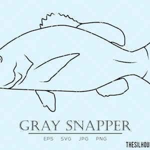 May include: Line art illustration of a Gray Snapper fish on a light blue background. The fish is depicted in black lines, showcasing its shape and features. Text at the bottom reads "GRAY SNAPPER" with file type options: EPS, SVG, JPG, PNG.