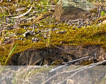 Moss