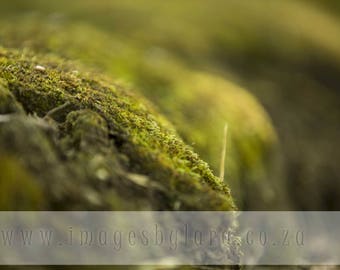 Moss-abstrakcyjny pomysł