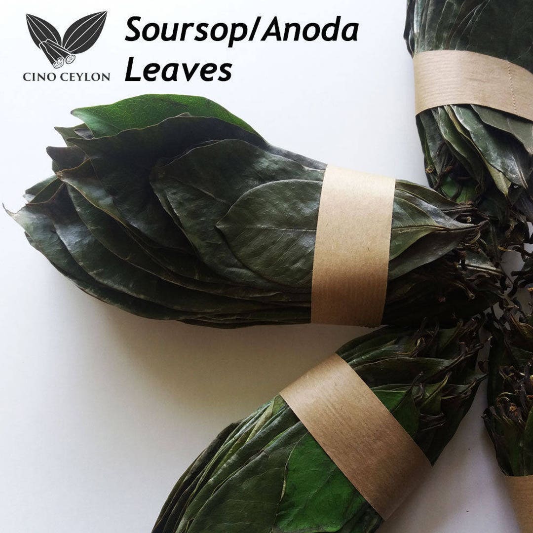 Hojas de Guanabana secas orgánicas Etsy España