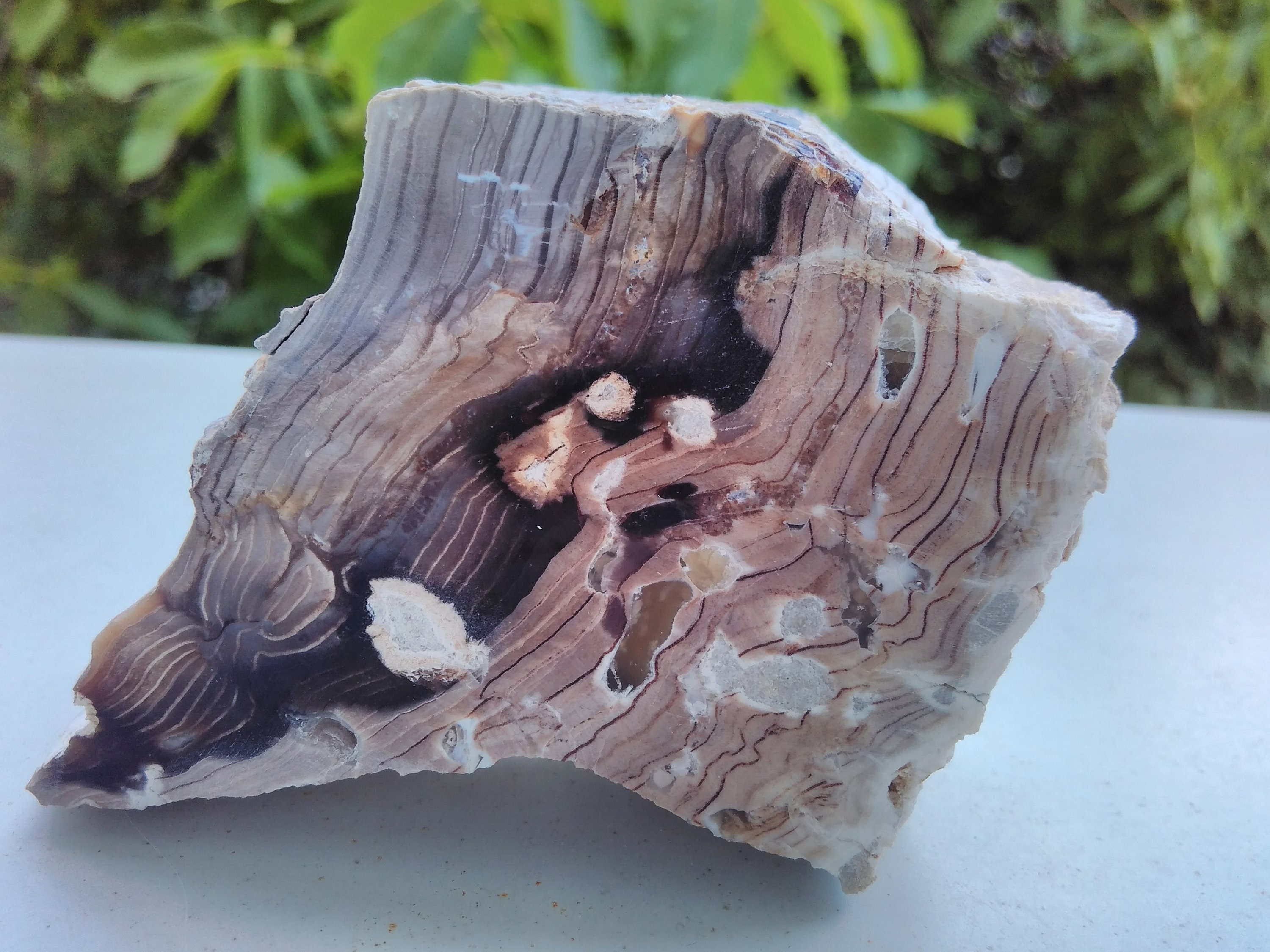 Petrified wood home decor fragment 8 fossilized wood Etsy