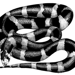 May include: Black and white illustration of a snake with a banded pattern. The snake is coiled in a circle with its head facing the viewer.