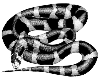 California King Snake - Print