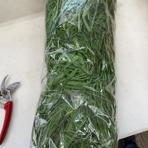 Könnte beinhalten: Eine Tüte mit grünem, zerkleinertem Papier, auch bekannt als Graspapier, zur Verwendung in Geschenkkörben oder als Verpackungsmaterial.