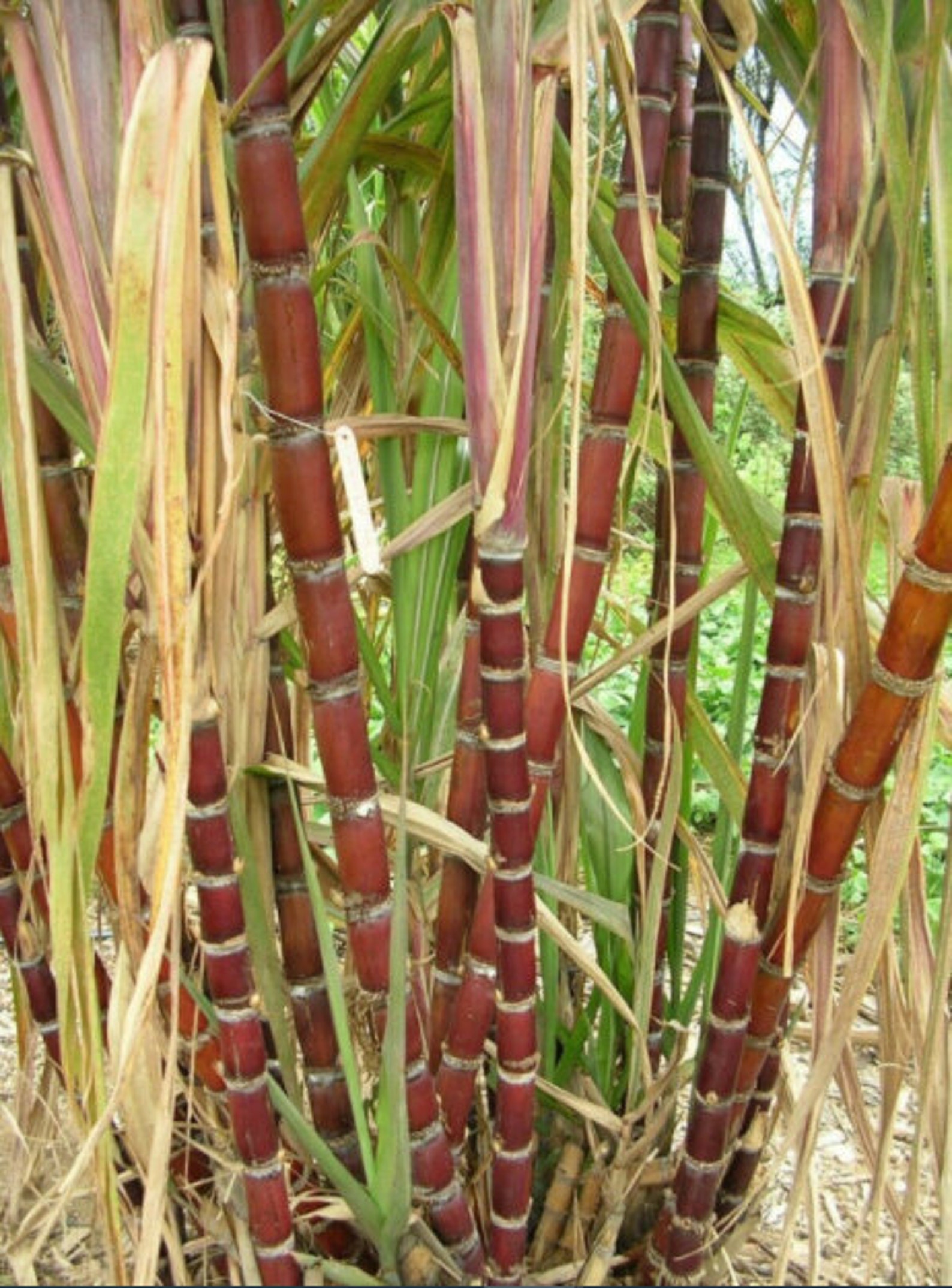 5 Cuttings Organically Grown Sugarcane Cuttings. Florida Red Etsy
