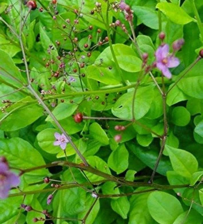Jewels of Opar Talinum paniculatum Edibleheat tolerant Etsy