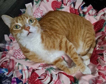 SPRING 2026 Cuddly Critter SNUGGLE Packs! Includes 16x16" Fleece Cat Blanket, 1 Large Popper & 3 Mini Popper Toys and 2 "egg" toys!