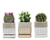 Decorate Your Own Home Garden With the stylish Meraki Set, Cacti Succulents Wee Pots