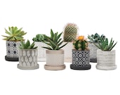 Cacti Succulents Wee Pots, Set of Two - Decorate Your Own Mini Garden With the Stylish Set of Planters.