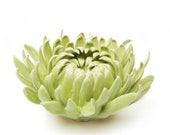 Design your own Mini Garden - Christmas gift, Ceramic Coral Flower Green