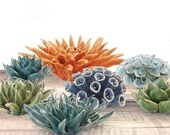 Ceramic Coral Cacti - Decorate Your Own Table, Wall, Terrarium Garden