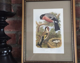 Framed bird picture | Etsy