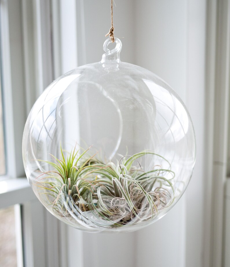 Set of 6 Hanging Glass Globe Plant Terrariums Glass Orbs Air Etsy
