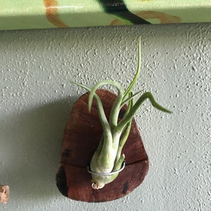 Driftwood air plant holder