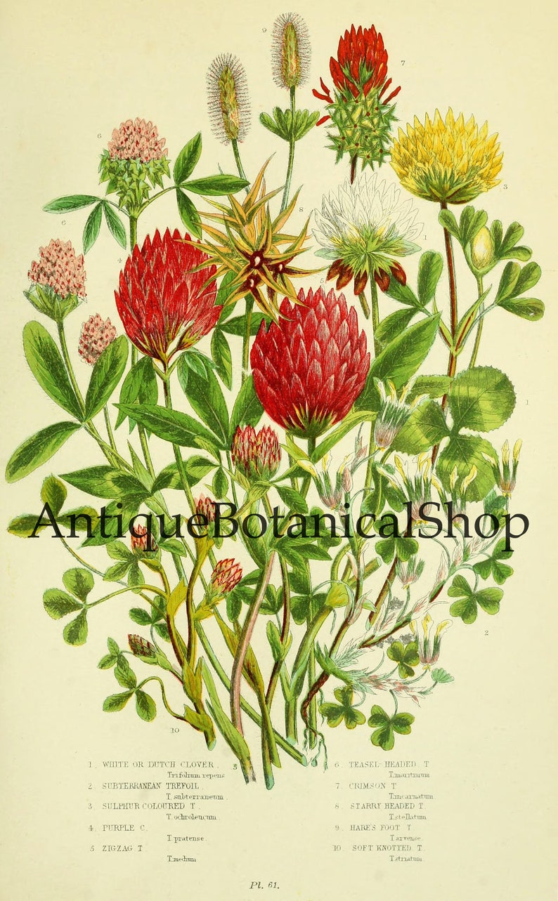 Instant download set of 9 vintage botanical prints Scanned Etsy