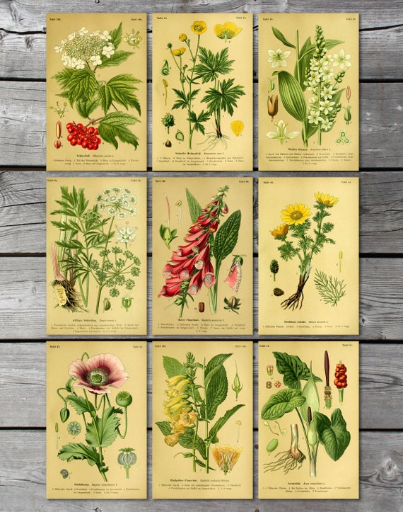 Botanical illustrations Instant download printable art | Etsy