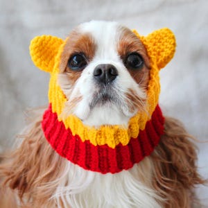 Puede incluir: Un perro Cavalier King Charles Spaniel con un gorro y un calentador de cuello de punto hechos a mano, amarillos y rojos. El gorro tiene orejas de oso. El perro tiene pelo marrón y blanco.