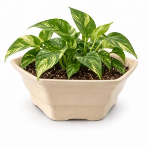 May include: A potted pothos plant with variegated green and yellow heart-shaped leaves growing in a beige, hexagonal ceramic planter. The plant is rooted in dark brown potting soil, and the planter features a subtle, cracked glaze finish.