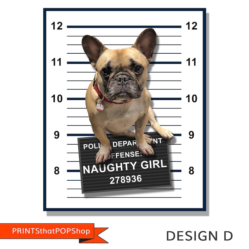 May include: A French bulldog sits in a mugshot style photo with a sign that reads "NAUGHTY GIRL" and the number 278936. The dog is wearing a red collar with a tag.