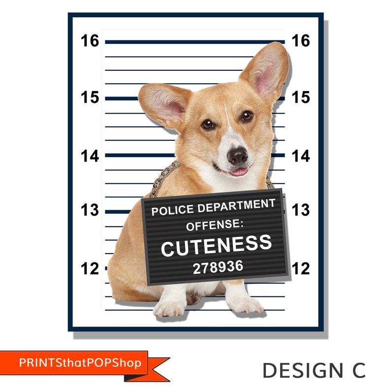 May include: A brown and white corgi dog wearing a black sign that says "Police Department Offense: Cuteness 278936" is standing in front of a white wall with black lines. The dog is looking at the camera with its tongue sticking out.