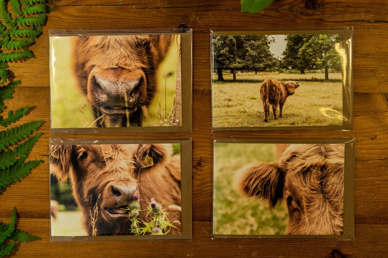 Highland Cow Greetings Cards 4 image 8