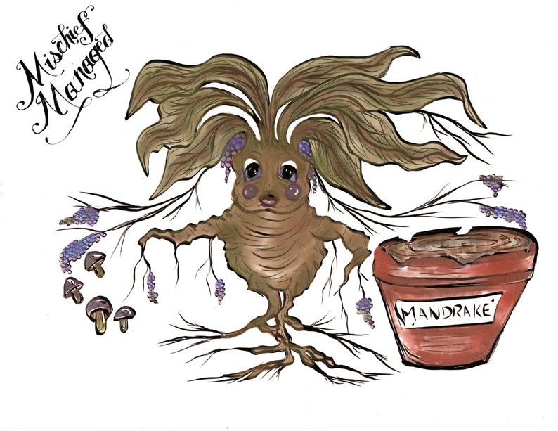 Mandrake coloring page printable fan art. Harry Potter Fan Etsy