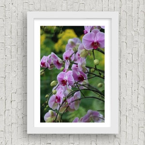 Cascade of Pink Orchids Fine Art Photography image 1
