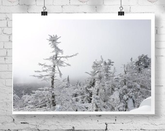 Flocked Trees in Winter Fine Art Photograph Vermont Wall Art