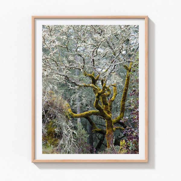 Tree Photography, Mossy Tree Print, Petrified Forest, Calistoga, California, Nature Photography, Nature Wall Art