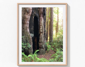Redwood Forest Photo, Prairie Creek Redwoods, Nature Lover's Gift, Living Room Decor, California Redwoods Print