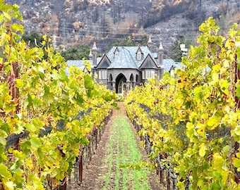 Grapevines, California Vineyard Print, Fall Color, Ledson Winery, Sonoma County, Wine Country Photo, Wine Wall Art