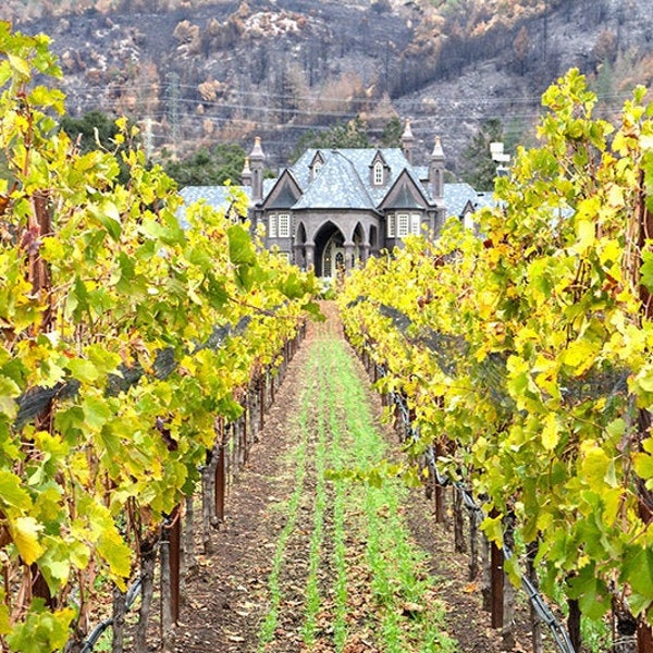 Grapevines, California Vineyard Print, Fall Color, Ledson Winery, Sonoma County, Wine Country Photo, Wine Wall Art